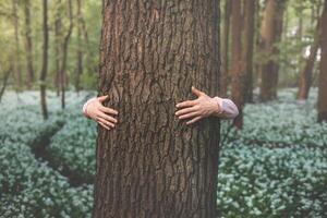 Hugging a massive tree in the wilderness, symbolizing a deep connection and commitment to protecting our most vulnerable natural environment photo