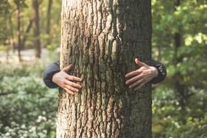 Hugging a massive tree in the wilderness, symbolizing a deep connection and commitment to protecting our most vulnerable natural environment photo