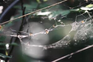 Tree branches with spider web in sunlight in summer forest. Light and shadows. Summer nature details. photo