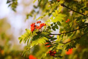 Bright ripe Rowan berries illuminated by the sunset sun beams photo