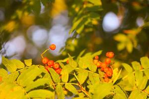 Bright ripe Rowan berries illuminated by the sunset sun beams photo