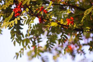 Bright ripe Rowan berries illuminated by the sunset sun beams photo