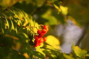 Bright ripe Rowan berries illuminated by the sunset sun beams photo
