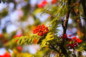 Bright ripe Rowan berries illuminated by the sunset sun beams photo