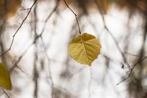 Autumn forest. in november in East Europe. Dry fall leaves and bare trees at evening. photo