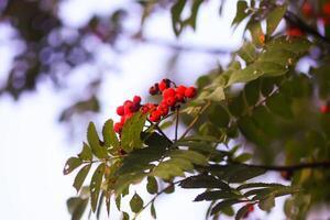 Bright ripe Rowan berries illuminated by the sunset sun beams photo