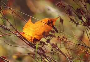 Yellow maple leaves on tree branches in the autumn forest. photo