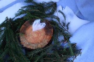 Heart of snow on tree stump and fir tree green branches in autumn park photo