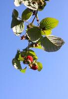 Frost on the green raspberry leaves photo