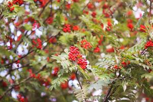Bright ripe Rowan berries illuminated by the sunset sun beams photo