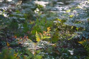 Tree branches in sunlight in summer forest. Light and shadows. Summer nature details. photo