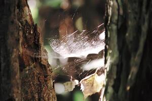 Tree branches in sunlight in summer forest. Light and shadows. Summer nature details. photo