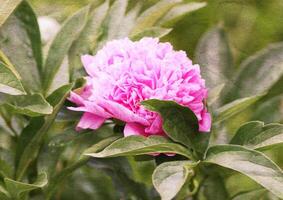 Retro background with beautiful peony flower and old paper texture overlay. photo