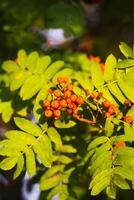 Bright ripe Rowan berries illuminated by the sunset sun beams photo
