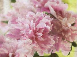 Retro background with beautiful peony flower and old paper texture overlay. photo