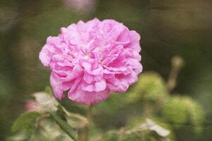 Retro background with beautiful flower and old paper texture overlay. photo