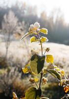 First frost in autumn park. Early morning in november. Wet branches in rime. photo