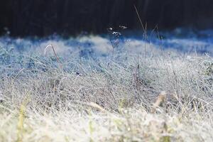 First frost in autumn park. Early morning in november. Wet branches in rime. photo