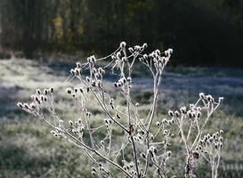 First frost in autumn park. Early morning in november. Wet branches in rime. photo