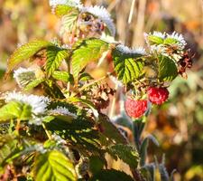 Frost on the green raspberry leaves photo