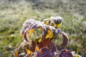 Frost on the green raspberry leaves photo