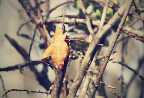 Yellow maple leaf on tree branches in the autumn forest. photo