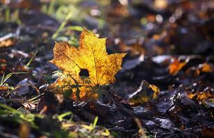 Bright maple autumn leaves in forest photo
