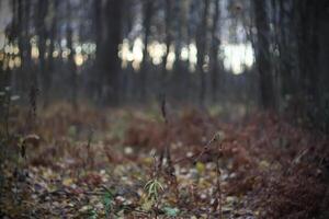 Autumn forest at evening photo