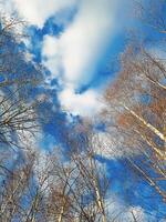 Bare trees on blue sky background with clouds in the spring forest. View from the bottom. photo