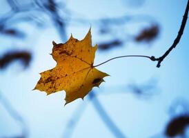 Autumn leaves on a tree photo