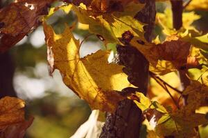 Yellow maple leaves on tree branches in the autumn forest. photo