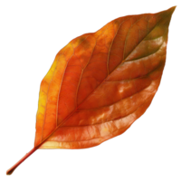 Isolated Image of a leaf png