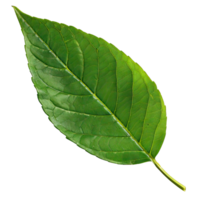 Isolated image of a leaf png