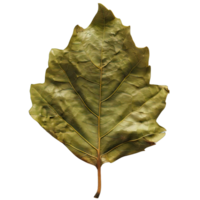 Isolated image of a leaf png