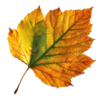 Isolated Image of a leaf png