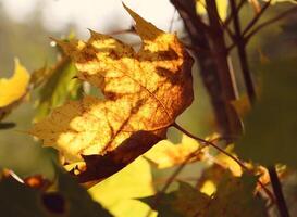 Yellow maple leaves on tree branches in the autumn forest. photo