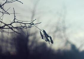 Tree branches at spring. photo