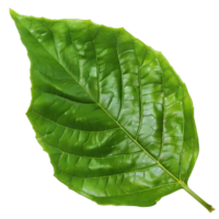 Isolated image of a leaf png