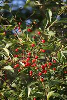 Red currants in the garden photo