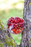 Ripe cherries in a transparent cup. Fresh red cherry fruits in summer garden in the countryside. photo