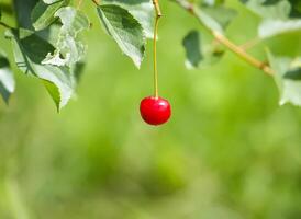 Ripe red cherries on cherry tree branch in summer park. photo