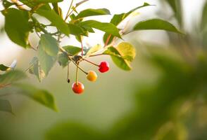 Ripe red cherries on cherry tree branch in summer park. photo