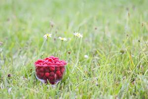 Fresh ripe sweet summer berries. Wet raspberry in a transparent vase on green summer grass in rain drops. photo