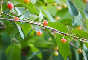 Ripe red cherries on cherry tree branch in summer park. photo