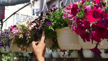 In a bustling garden marketplace, a hand gestures towards colorful flower baskets in full bloom video