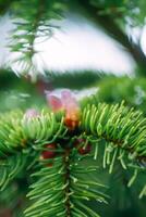 Fir tree branches with a young soft cones in April. Seasonal nature details. photo
