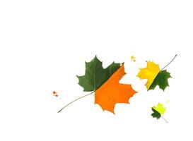 Bright fall maple leaves decorated with gouache paints on black background. Creative autumn design. photo