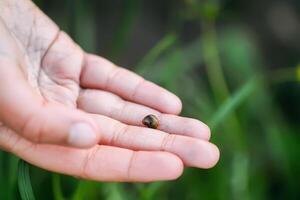 Tiny snail in shell on child hand photo