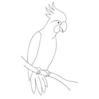 Parrot drawing in continuous one line art sketch vector