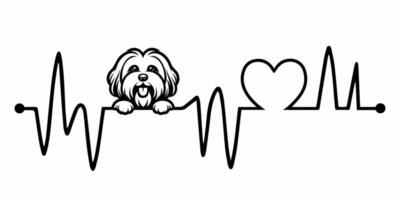 Heartbeat pulse line with Havanese Dog Peeking - Dog and Cardiogram wave with Heart Love illustration vector